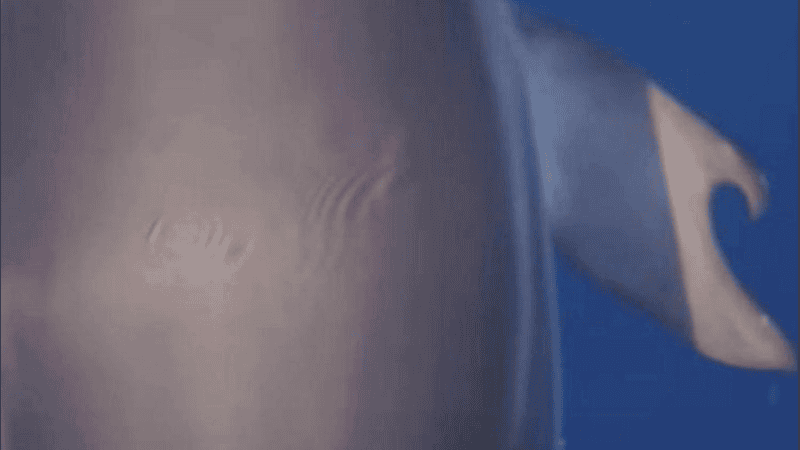 El equipo estuvo estudiando una sociedad mixta de delfines.