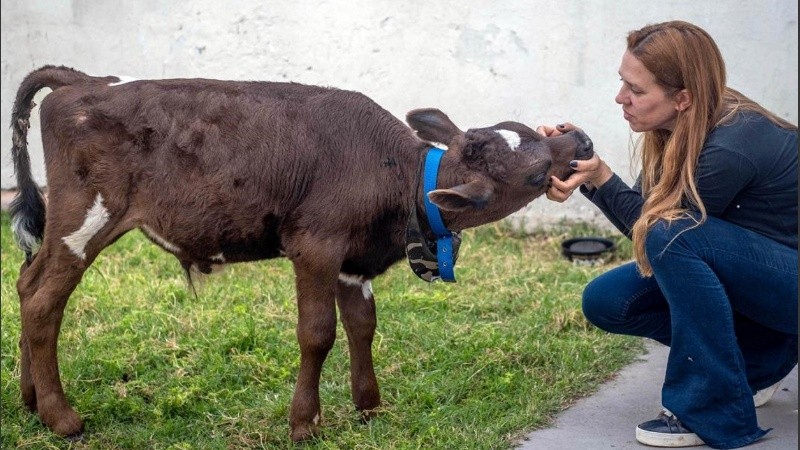 Golmar quiere trasladar al ternero a un santuario de Córdoba que tiene 250 animales rescatados.
