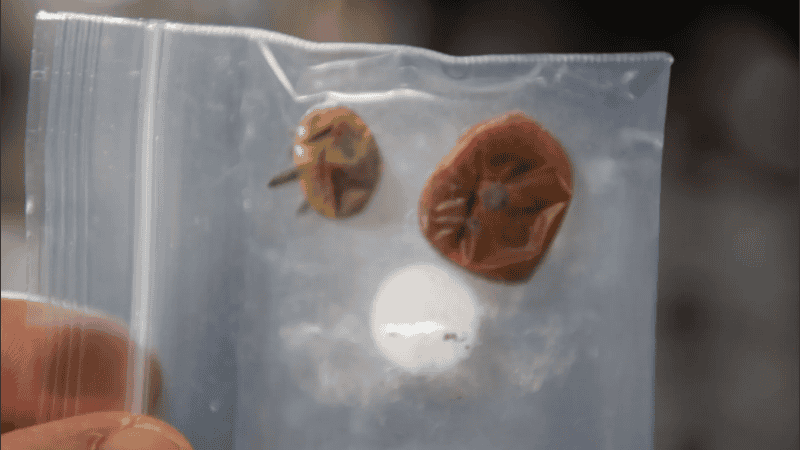 La idea del cultivo en el espacio es poder lograr contar con alimento para misiones espaciales largas.