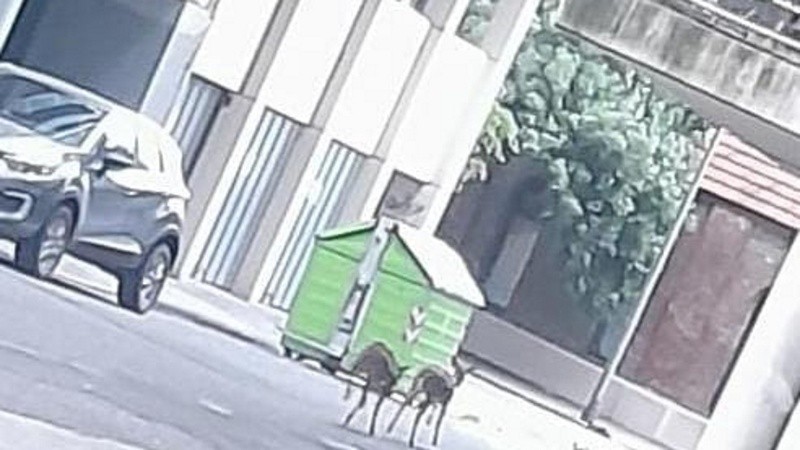 Ambos animales aparecieron en la zona de España y Brown.