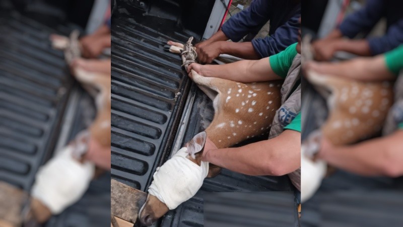 La imagen de uno de los ciervos capturados.