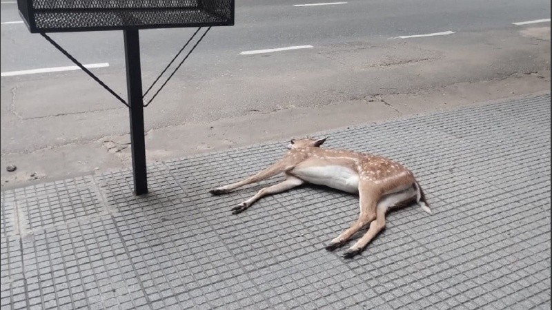 El ejemplar fallecido junto al bulevar Gálvez en la ciudad de Santa Fe.