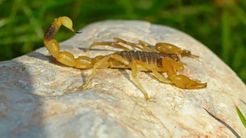 En Argentina, la única especie peligrosa es el Tityus