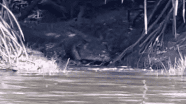 El video acumuló 1,9 millones de visitas y más de 700 comentarios desde su publicación.