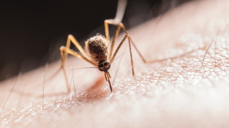 La Ciudad de Buenos Aires y alrededores recibieron este lunes una virtual invasión de mosquitos.