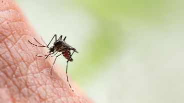 Los mosquitos pican en medio de un rebrote de dengue en Rosario.