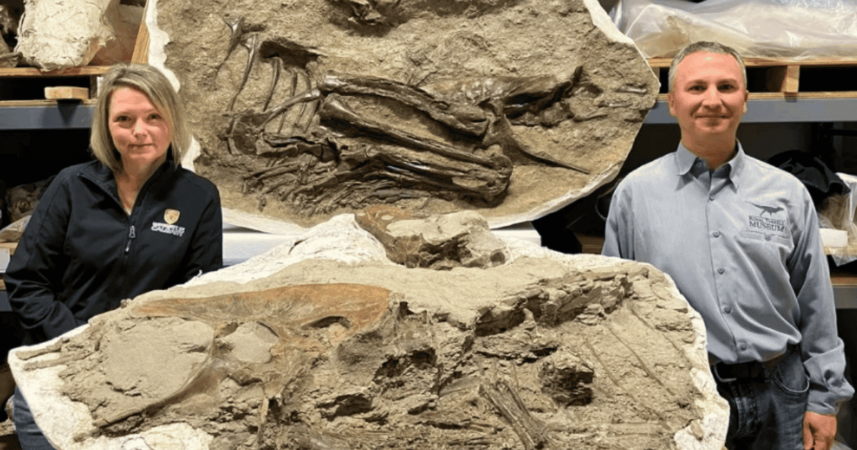 Hanno analizzato lo stomaco del dinosauro e hanno scoperto cosa mangiava il predatore 80 milioni di anni fa