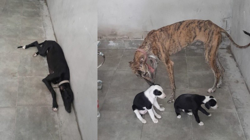 Los perros rescatados del baúl del auto.