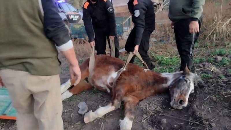 Las protectoras exigían certezas sobre la Policía Ecológica.