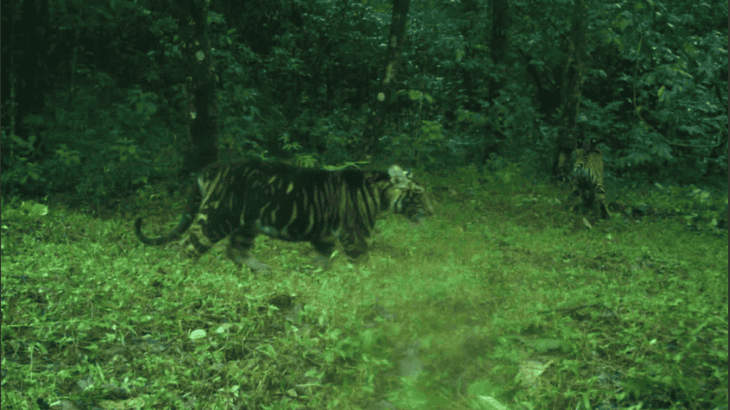Los animales fueron captados por una cámara en la reserva natural.