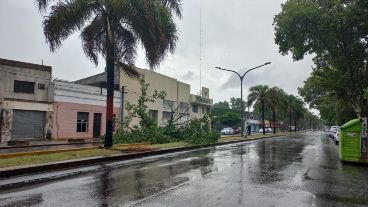 Otro árbol caído sobre Perón y Constitución.