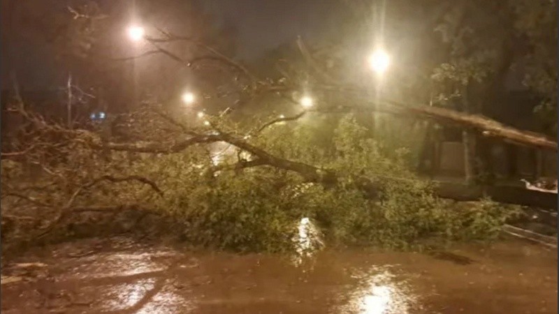 Como consecuencia de la fuerte tormenta que se desató en la madrugada de este martes, se registraron caídas de árboles y postes en el casco urbano, en la ruta nacional 33.