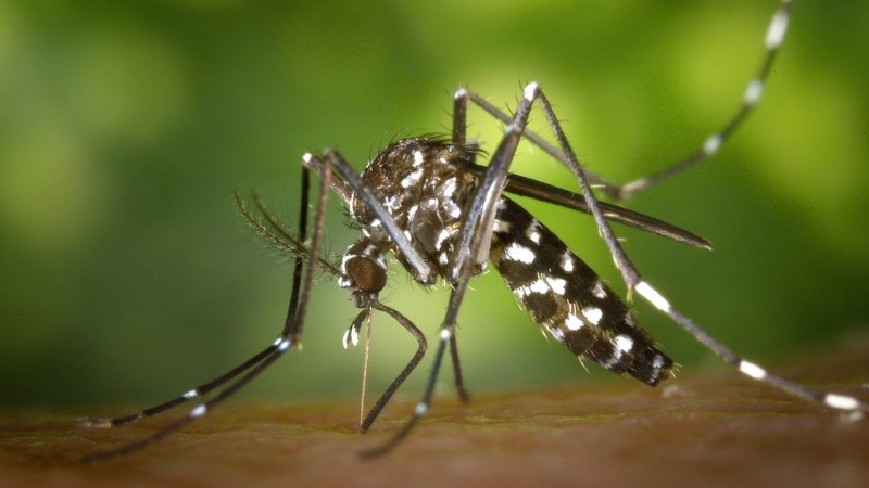 Las y los especialistas insisten en la importancia de la prevención tanto de la reproducción del mosquito como de las picaduras.