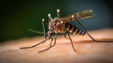 En Corrientes, como en el resto de la región nordeste, está declarada la circulación viral de la enfermedad transmitida por el mosquito Aedes Aegypti.