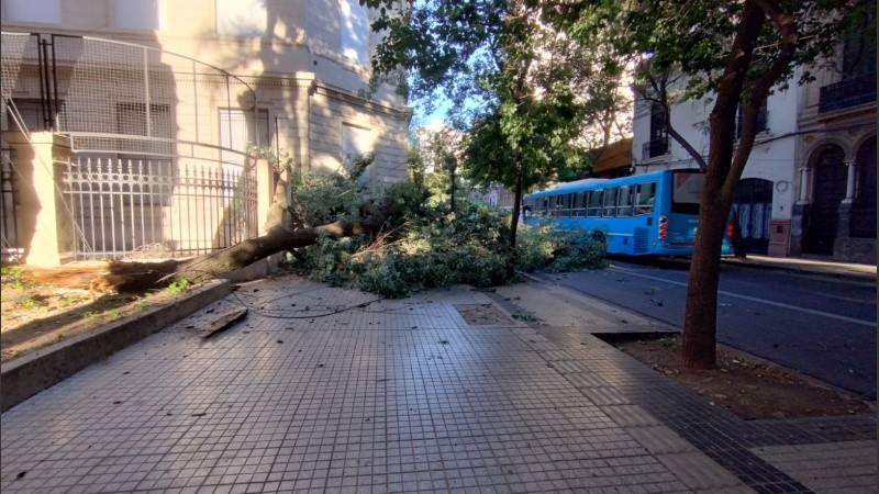 La rama gigante quedó en medio de la calle Santa Fe.