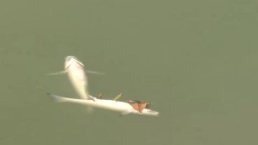 Peces muertos en el laguito del Parque Independencia.