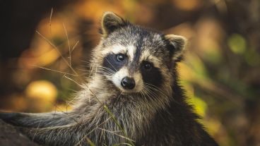 "Desafortunadamente el mapache estaba ahí y murió cuando los técnicos llegaron".