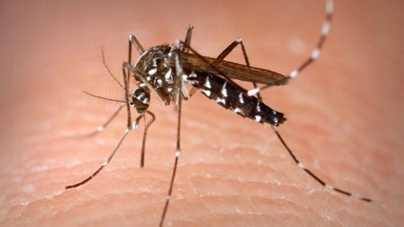 Los casos de dengue siguen en ascenso.