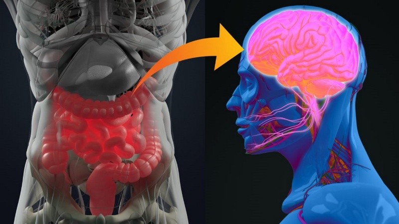 Sigue aumentando la evidencia de que las interacciones entre el intestino y el cerebro influyen en los comportamientos de las personas.