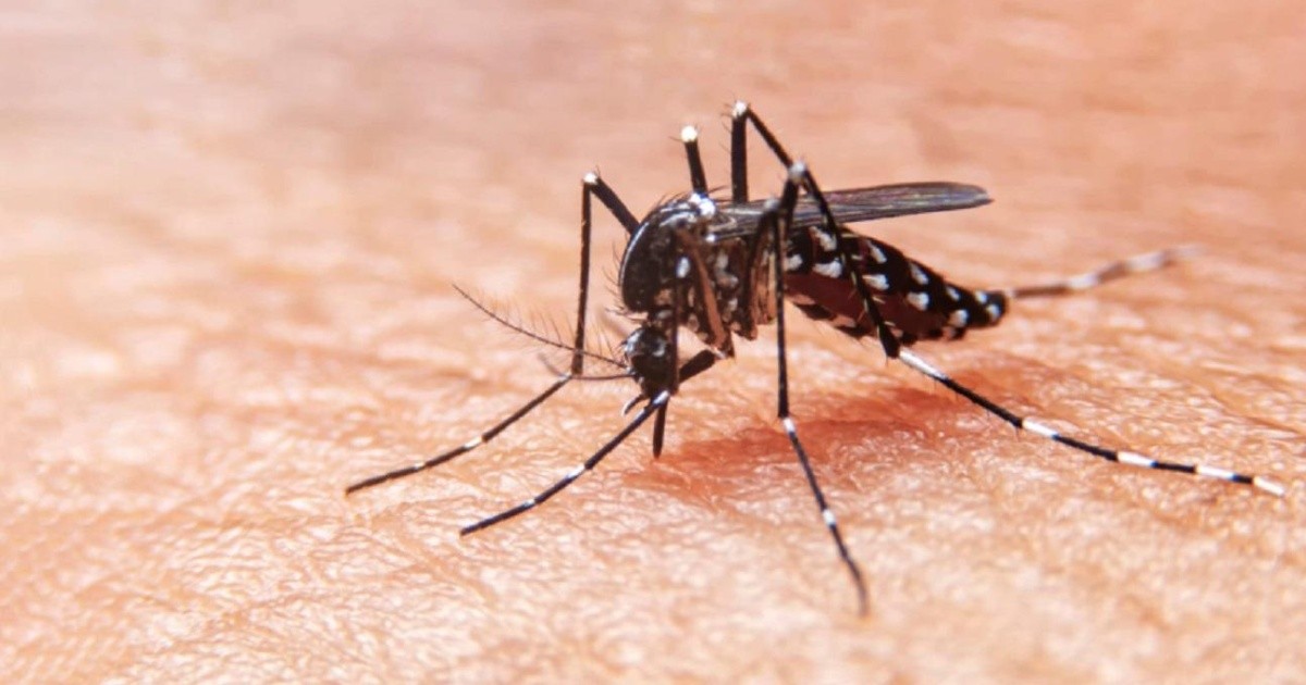 Dengue fever: There is a “viral outbreak” in 14 Argentine provinces