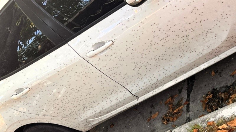 Un auto plagado de mosquitos en La Plata este lunes.