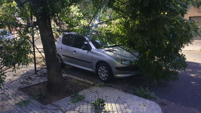 El árbol caido en calle San Lorenzo.