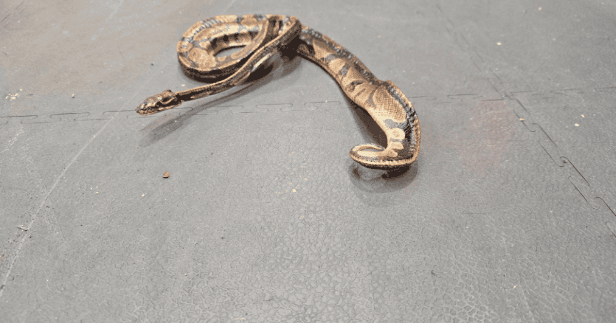 They were preparing a sofa for sale and found a snake
