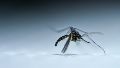 Brasil supera un mill�n de casos de dengue en lo que va de a�o