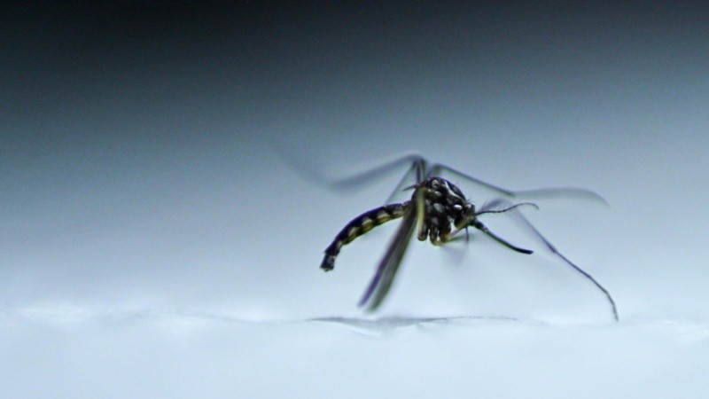 El mosquito Aedes Egypti que transmite el dengue.