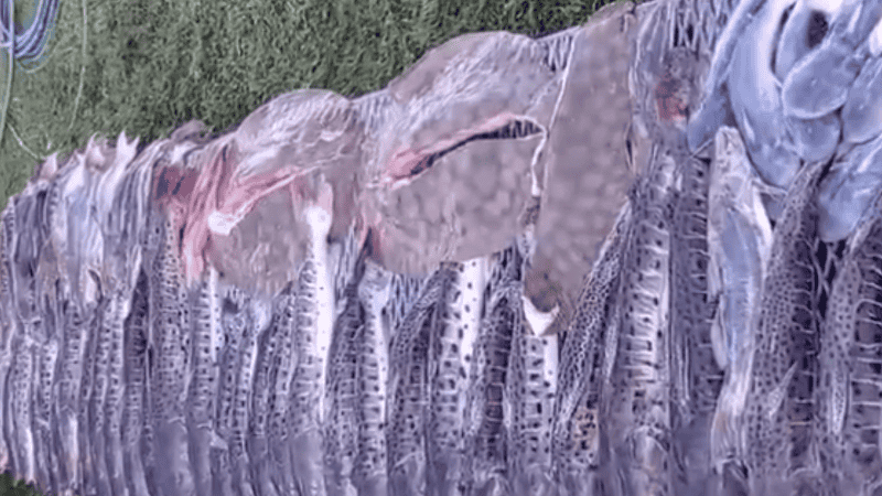 La gran cantidad de pescados y sus tamaños, son lo que originaron la infracción.