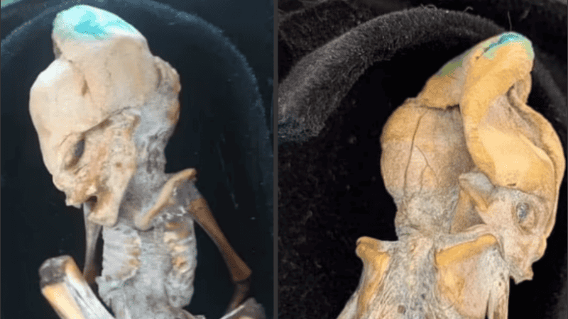 El feto momificado aun no fue estudiado para determinar su origen.