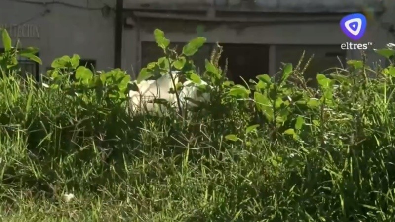 Los vecinos reclaman limpieza y fumigación.