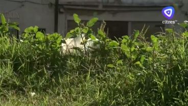 Los vecinos reclaman limpieza y fumigación.