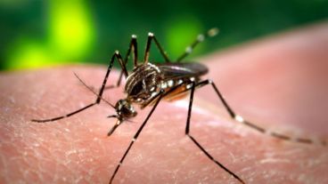 "El dengue tiene una mortalidad muy baja. Tenemos 79 fallecidos desde agosto del año pasado", dijo la infectóloga Carolina Subirá.