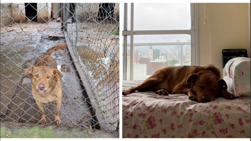 El antes y el después de Pancho, de vivir en un refugio a dormir en una cama.