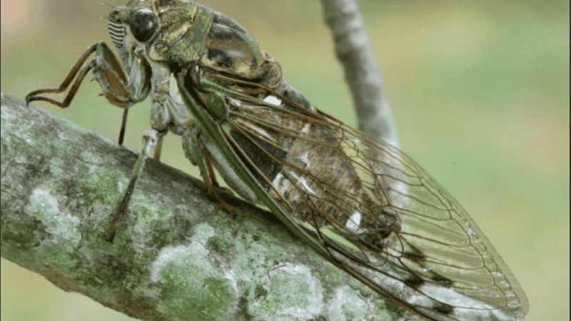 Existen unas 20.000 especies de cicadélidos distribuidas por todo el mundo.