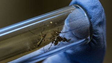 Le llaman la enfermedad "quebrantahuesos" por los dolores articulares o musculares que puede producir.