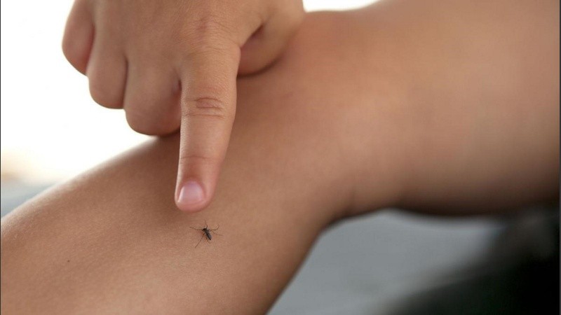 Aumentan los casos de dengue en niños.