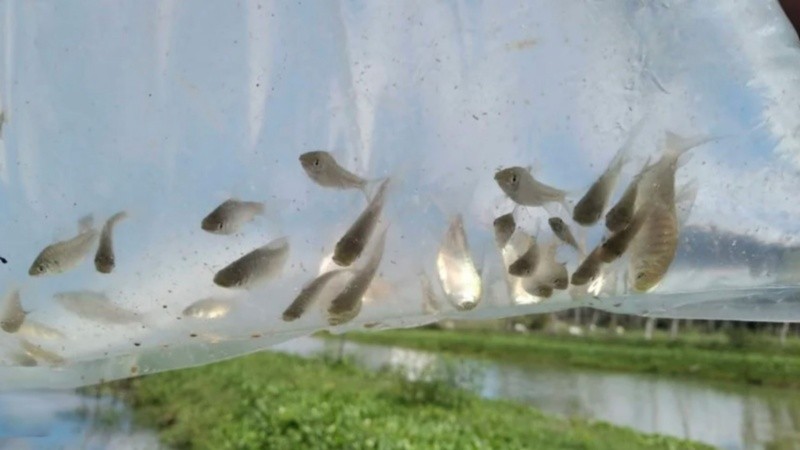 El australoheros facetus y otras especies son 