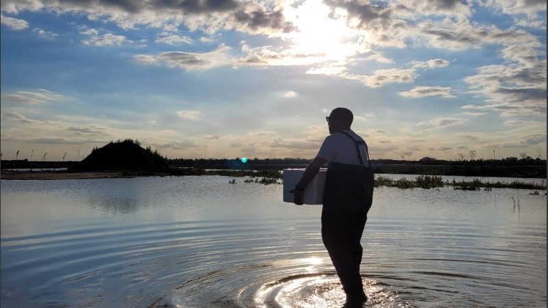 En Funes Lakes, un desarrollo urbano residencial, en el que en 2022 decidieron utilizar peces como controladores biológicos de mosquitos .