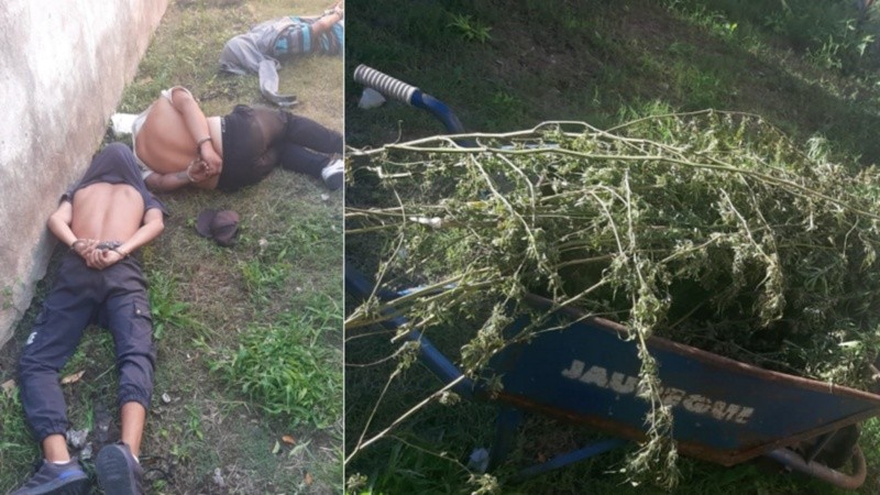 Los tres detenidos y algunas plantas en la carretilla.