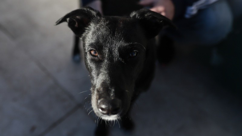El lunes 29 de abril se conmemora el Día del Animal.