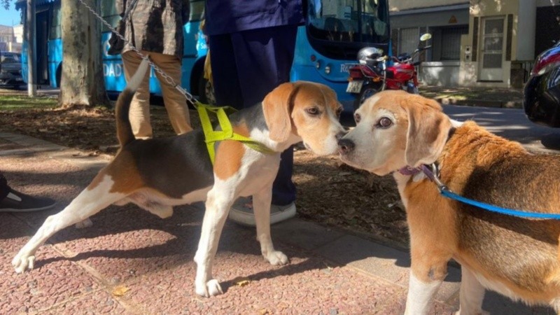  Este lunes es el Día del Animal.