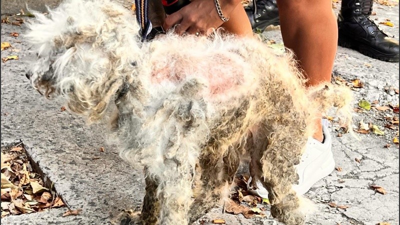 Un caniche rescatado en febrero pasado en grave estado de abandono y con alopecia.