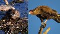 Día del Animal: en una encuesta a isleños, más del 95% nota una disminución en la fauna