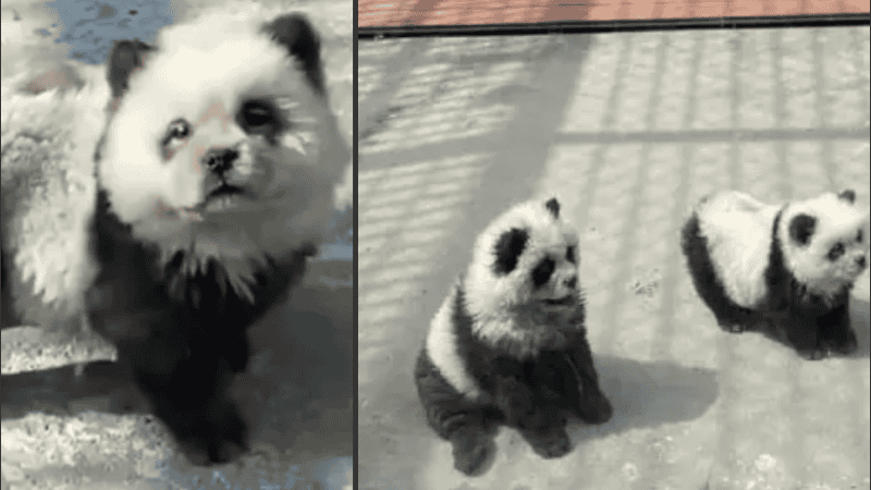 El fraude se volvió viral con voces a favor y en contra.