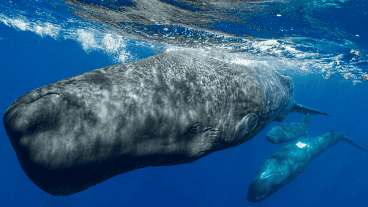 El descubrimiento surgió gracias a un análisis de las vocalizaciones de cachalotes.