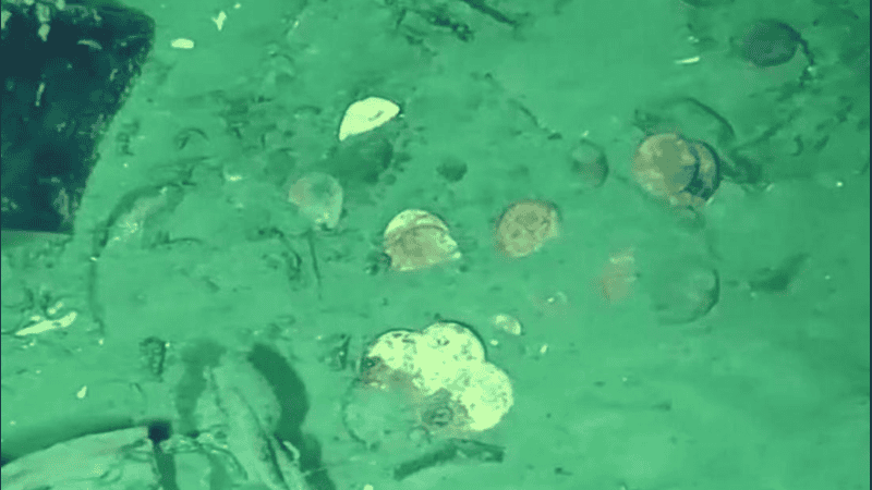 El barco, apodado el 