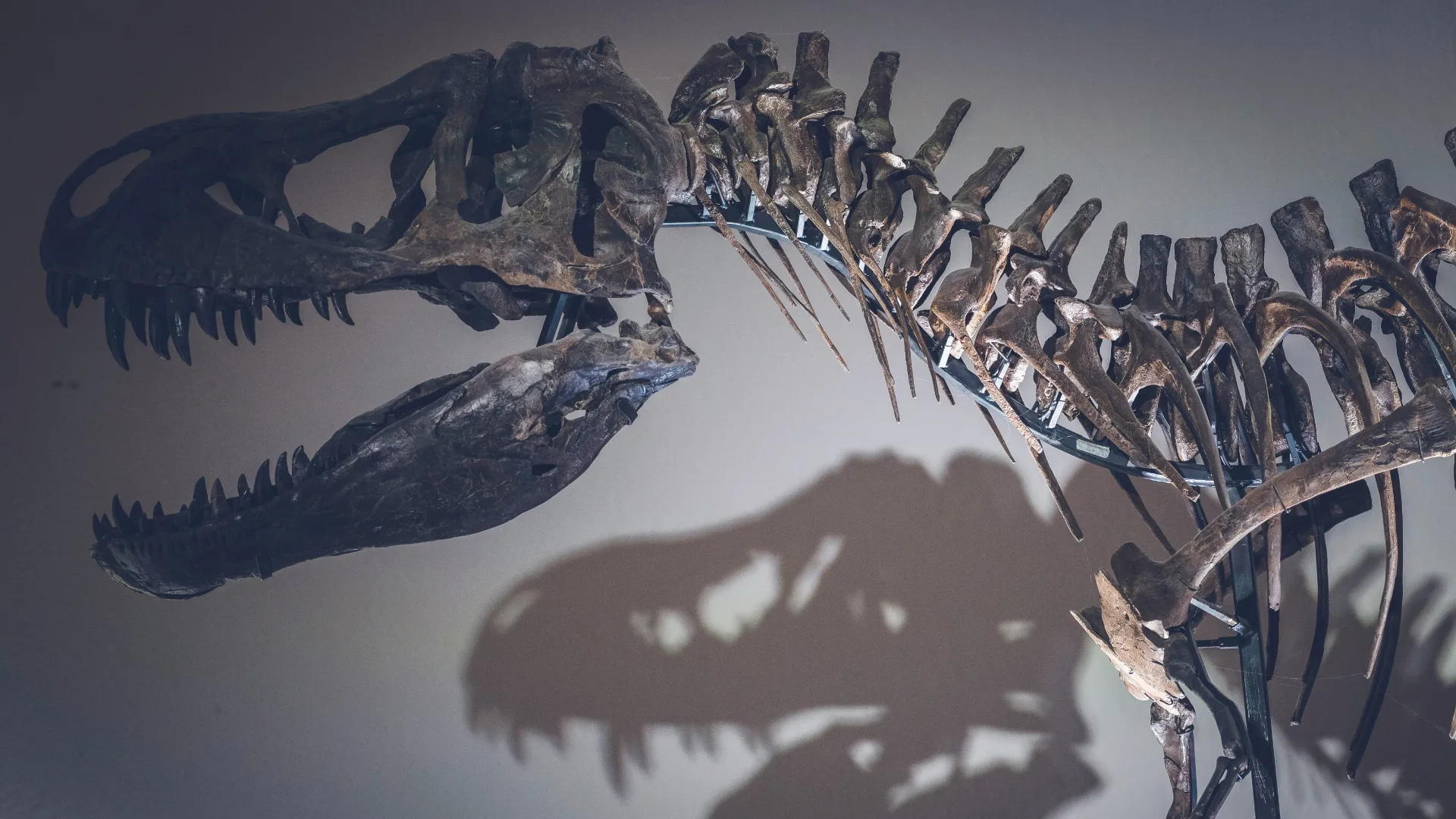 Descubren en Chubut una nueva especie de dinosaurio que vivió hace 69 millones de años
