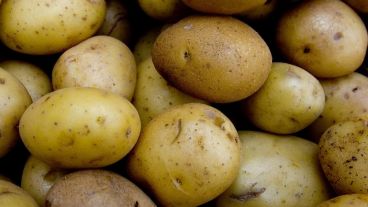 Alrededor de dos tercios de la población mundial consume como alimento básico; casi el 50% de las papas se utilizan como alimento básico u hortaliza en los hogares.